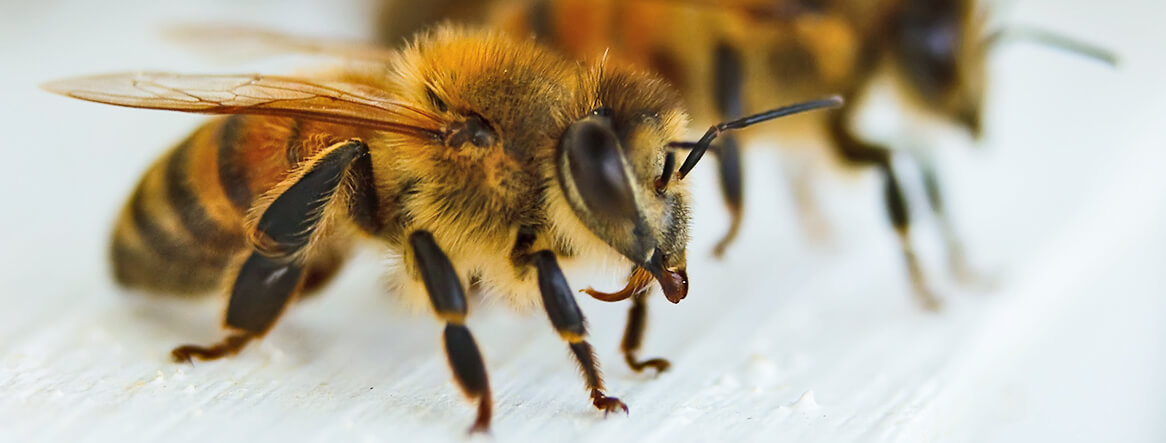 Guarding the beehive